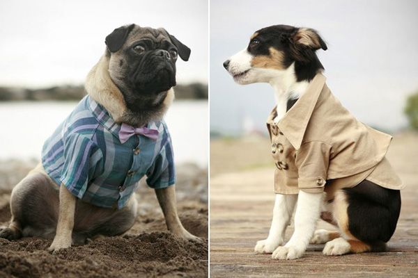 Ropa y Atuendos para Perros - Image 2