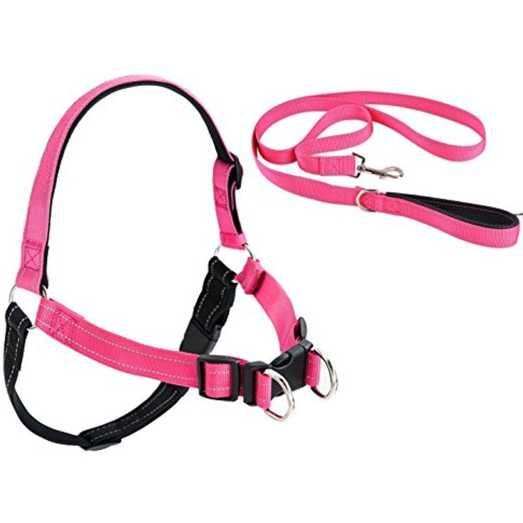 Collares y Arneses - Image 3